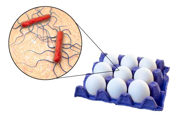 bilde av salmonella og egg